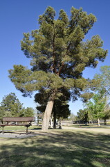 bench and tree in the park