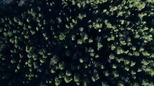 Aerial view of lush green forest surrounding motorway, symbolizing sustainable transport, eco travel, and business growth
