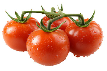 A close-up image of vibrant, ripe tomatoes still attached to the vine isolated on white background. 