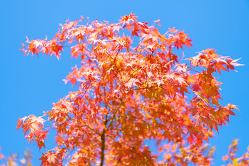 Autumnal sunny day. Seasonal leaves on tree. Natural autumn leaves. Autumn beauty of nature. Fall season nature. Fall leaves of maple tree. Autumn tree. Nature in fall season. Rustling leaves