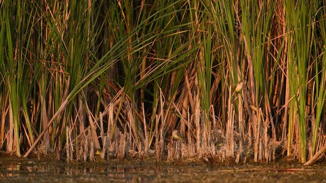 Bird Yellow Wagtail Motacilla flava summer time. Slow motion. Birds are sitting on the reeds on the riverbank.