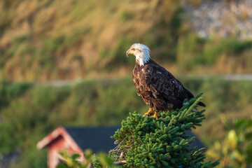A bald eagle perching atop an evergreen tree in Cape Breton Highland National Park, Nova Scotia, Canada