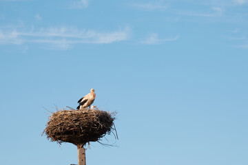Fototapeta premium A stork flies to its nest on a pole