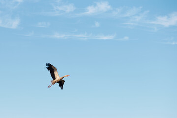 A stork flies to its nest on a pole