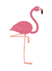 beautiful flemish bird