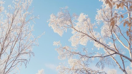 Obraz premium Birch branches covered in frost against a blue sky