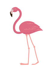 tropical flemish bird animal