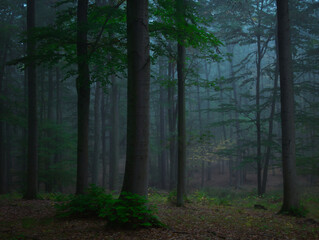 Fototapeta premium Mysterious green foggy forest during autumn day with trees