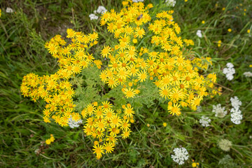 Obraz premium Giftige Wildblumen - Jakobs-Kreuzkraut im Seitenbereich einer Straße, Symbolfoto.
