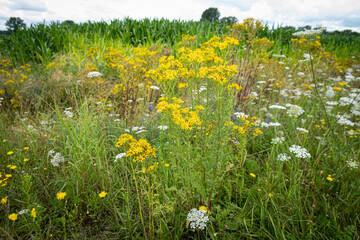 Giftige Wildblumen - Jakobs-Kreuzkraut  im Seitenbereich einer Straße, Symbolfoto.