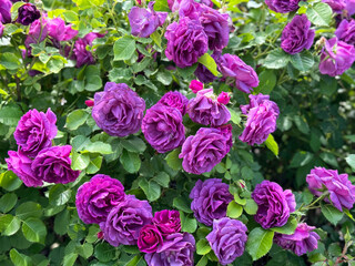 Obraz premium Rose bush purple pink roses flowers beautiful blossom