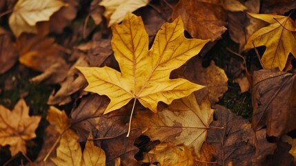 Autumn Leaves on Ground