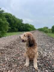 Goldendoodle dog on rock path