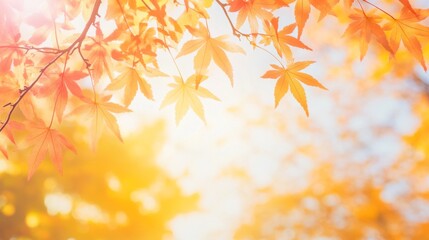 Autumn Leaves with Warm Light