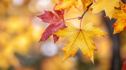 Obraz premium Autumn Leaves in Vibrant Colors