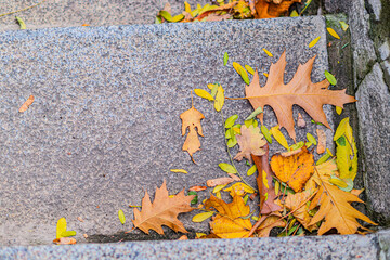 Naklejka premium Autumn leaves on the steps. Piles of autumn leaves accumulate on steps Fallen golden autumn leaves on green grass in sunny morning light yard, toned photo. Fall park landscape background
