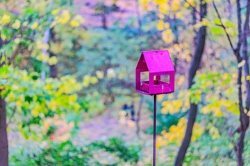 squirrel feeder in the park. Yellow, orange and red autumn leaves on ground in beautiful fall park. Fallen golden autumn leaves on green grass in sunny morning light yard, toned photo. Fall park