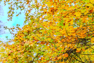 Yellow, orange and red autumn leaves on ground in beautiful fall park. Fallen golden autumn leaves on green grass in sunny morning light yard, toned photo. Fall park landscape background