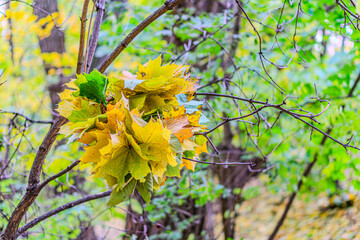 Yellow, orange and red autumn leaves on ground in beautiful fall park. Fallen golden autumn leaves on green grass in sunny morning light yard, toned photo. Fall park landscape background