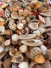 shells background