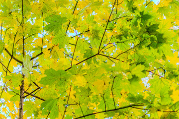 Yellow, orange and red autumn leaves on ground in beautiful fall park. Fallen golden autumn leaves on green grass in sunny morning light yard, toned photo. Fall park landscape background