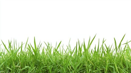 Fototapeta premium Fresh Green Grass Texture