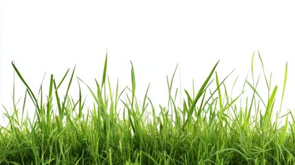 Fototapeta premium Lush Green Grass