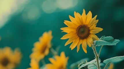 Naklejka premium Bright Sunflower in Bloom