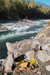 Chilliwack River during a summer season in Chilliwack, British Columbia, Canada