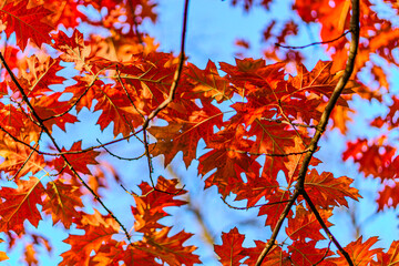 Fototapeta premium Yellow, orange and red autumn leaves on ground in beautiful fall park. Fallen golden autumn leaves on green grass in sunny morning light yard, toned photo. Fall park landscape background