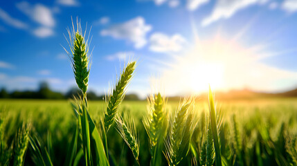 Obraz premium Golden wheat stalks illuminated by sunlight against a blue sky, embodying the essence of nature's beauty and agricultural growth.