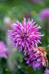 close up of a flower