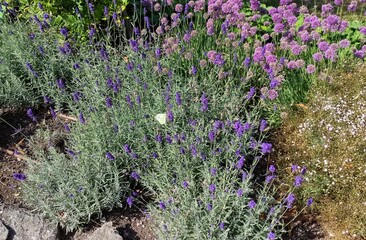 Obraz premium Visby - Botanischer Garten