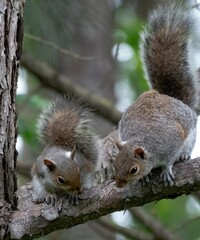 Gray Squirrels