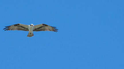 Osprey in flight against a blue sky.
