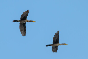 Double-crested cormorants in flight against a blue sky.