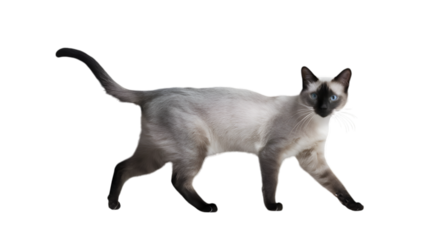 HQ Full body backgroundless cutout of a graceful walking Siamese cat