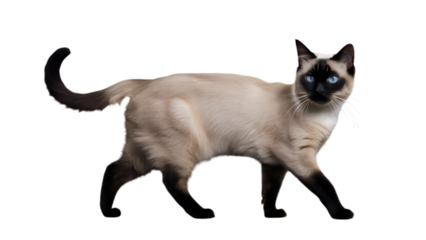 HQ Full body backgroundless cutout of a graceful walking Siamese cat