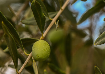 A close-up shot of a bunch of green olives on a tree branch