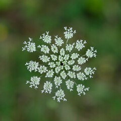 flower in the forest