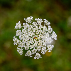 close up of wild flower