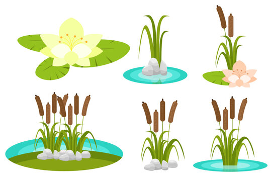 Vector illustration. Cartoon pond plant set collection. Reed, acquatic plants, blooming lotus flower isolated icon on white background.