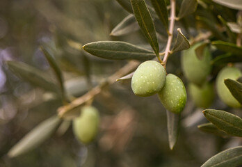 A close-up shot of a bunch of green olives on a tree branch