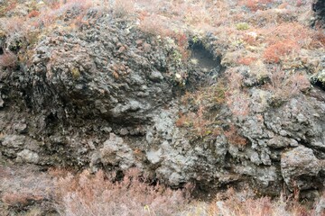 sparse vegetation on the rocky volcanic soil background, native plants on mount ngauruoe