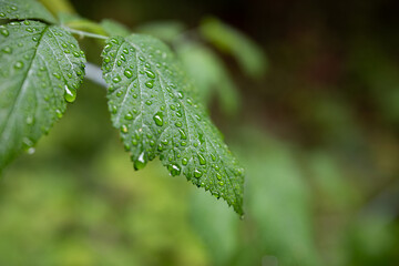 rain drops on a leaf