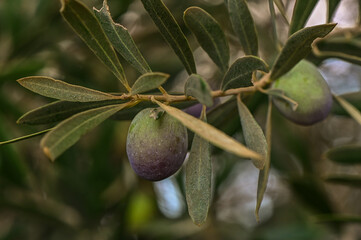 A close-up shot of a bunch of green olives on a tree branch