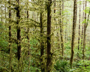 fir trees with moss