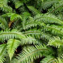 fern leaves