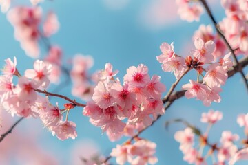 Cherry blossoms in full bloom against a clear blue sky, showcasing delicate petals and vibrant colors during springtime in a tranquil park
