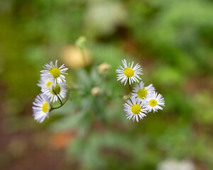 white daisy flower